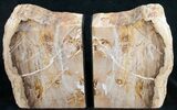 Oregon Petrified Wood Bookends - Oak #9723-3